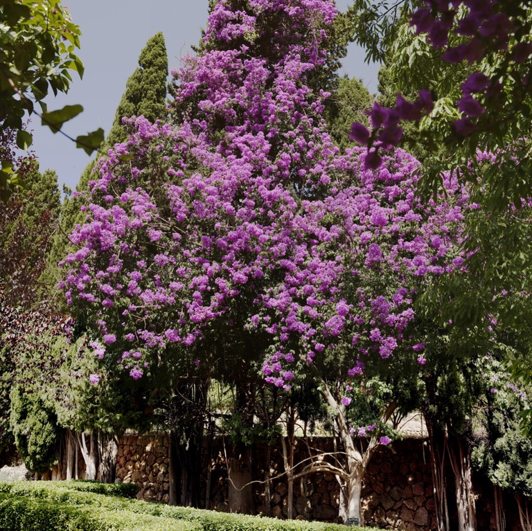 Jardins d'Alfabia