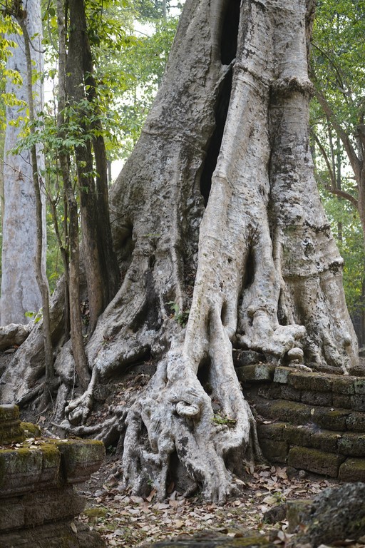 Angkor