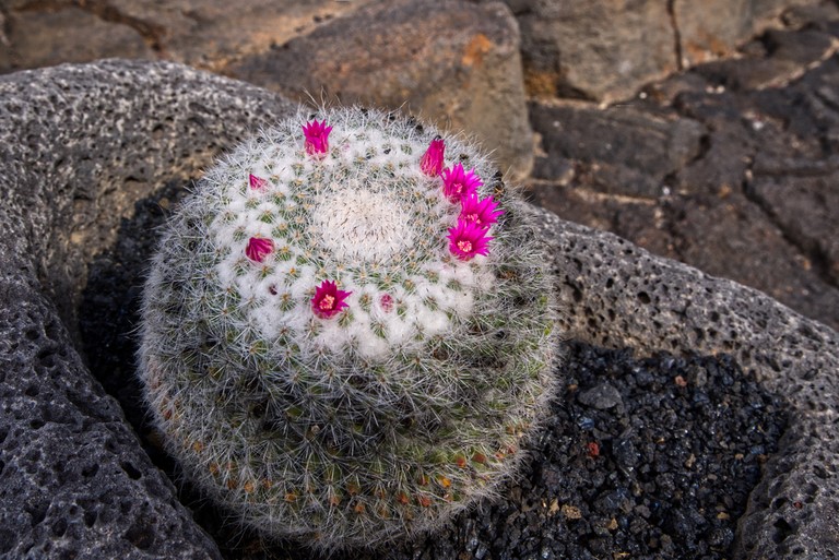 jardin cactus