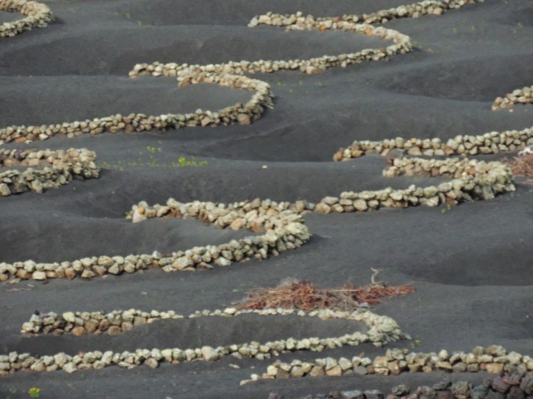 vignes a Lanzarote