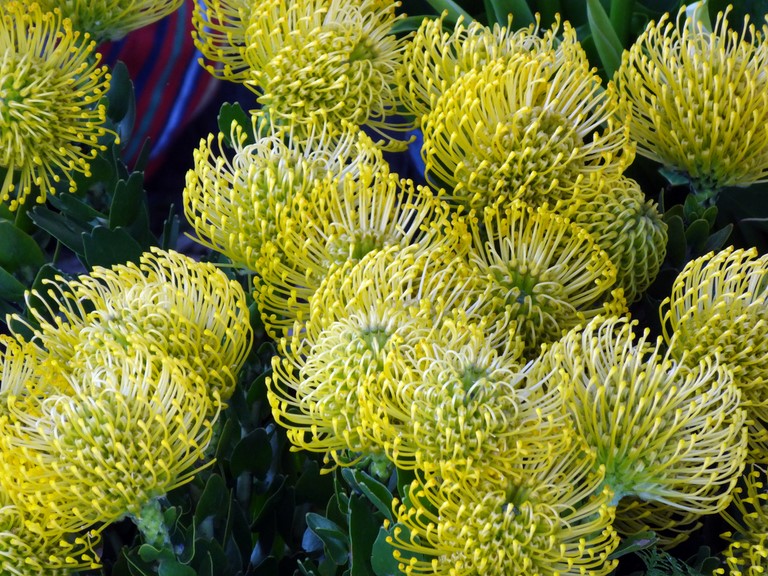 Proteas a Funchal