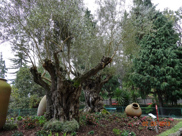 jardin tropical de Funchal