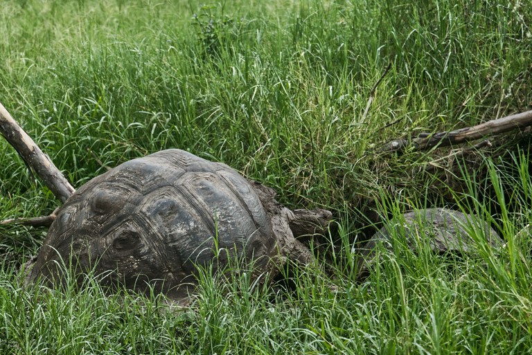 réserve tortues