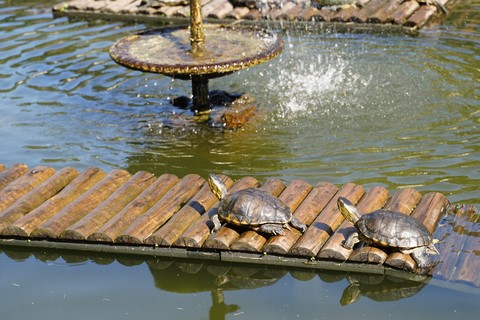 jardin botanique Rio