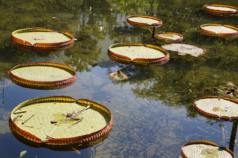 jardin botanique Rio