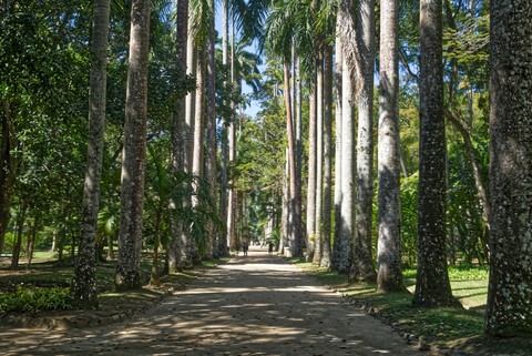 jardin botanique Rio