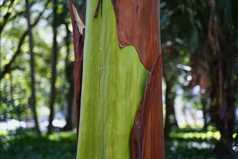 jardin botanique Rio