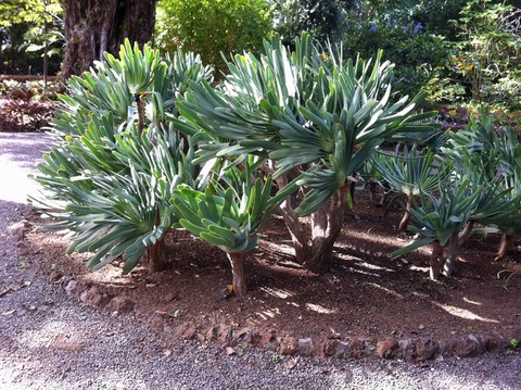 Jardin Puerto de la Cruz