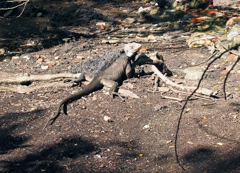 iguane