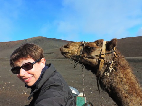 chameaux a Lanzarote