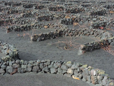 vignes a Lanzarote