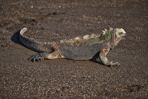 iguane Egas port