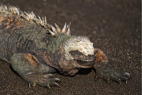 iguane Egas port