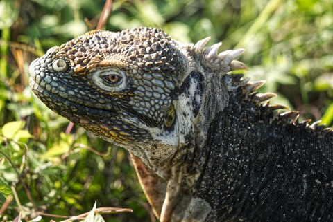 iguane Egas port