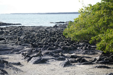 iguanes Espinosa Point