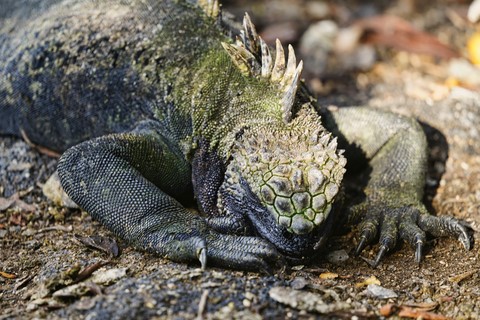 iguanes Espinosa Point