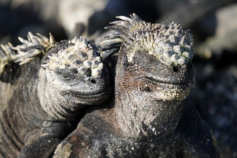 iguanes Espinosa Point