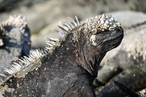 iguanes Espinosa Point