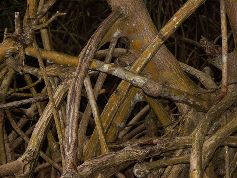 la mangrove de Guadeloupe