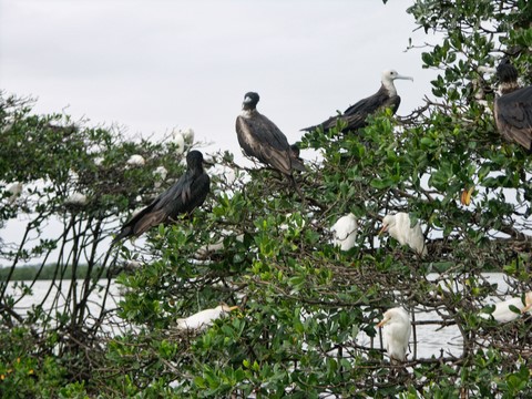 Oiseaux dans la mangrove