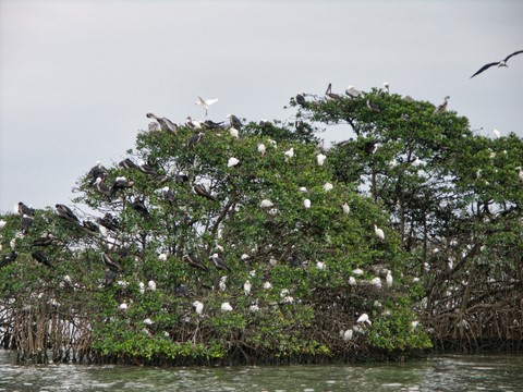 Oiseaux dans la mangrove