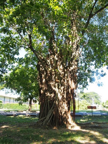 jardin de Roseau