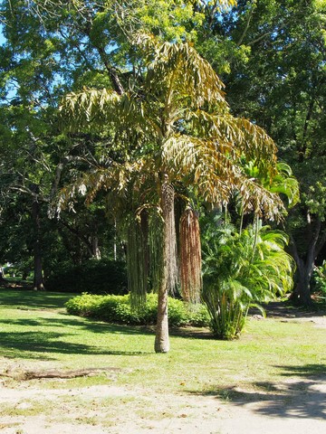 jardin de Roseau