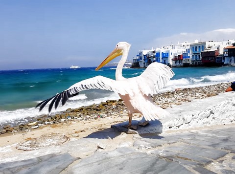 Petros Mykonos