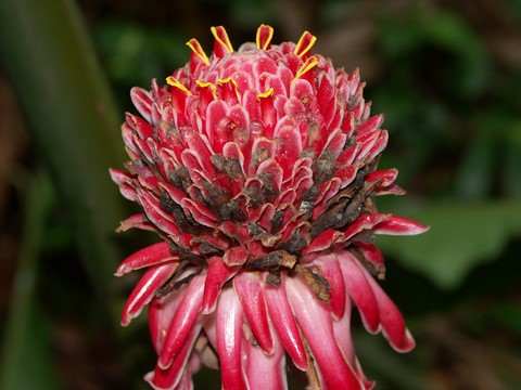 Jardin botanique de Deshaies