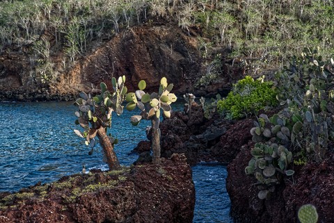 Rabida island