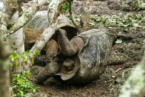 tortue San Cristobal