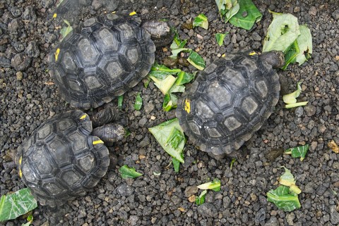 tortue San Cristobal