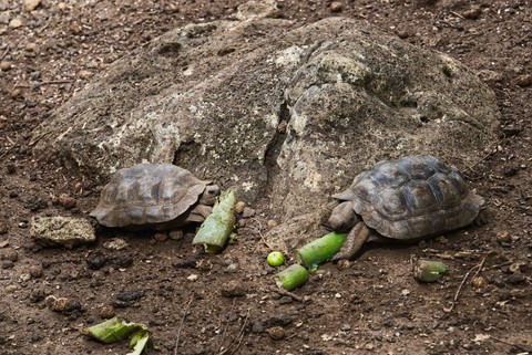 tortue San Cristobal