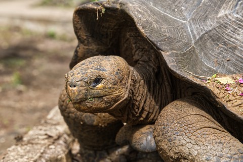 tortue San Cristobal