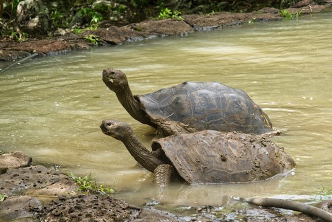 tortue San Cristobal