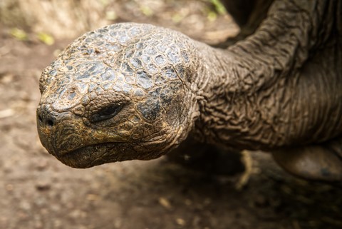 tortue San Cristobal