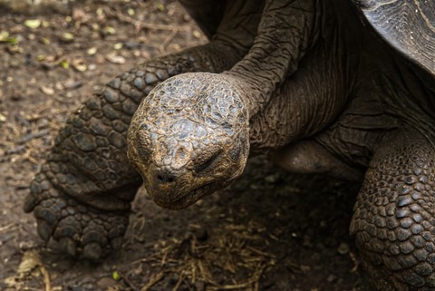 tortue San Cristobal