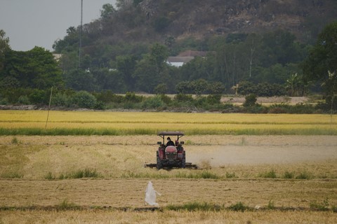 Chau Doc rizières