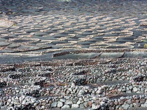 vignes a Lanzarote