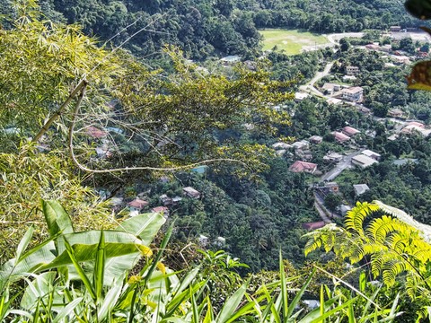 jardin de Roseau