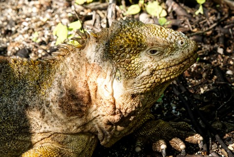 iguane Urbina Bay