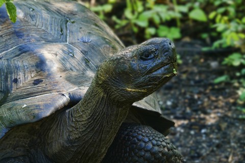 tortue Urbina Bay