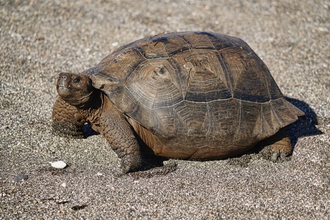 tortue Urbina Bay