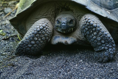 tortue Urbina Bay