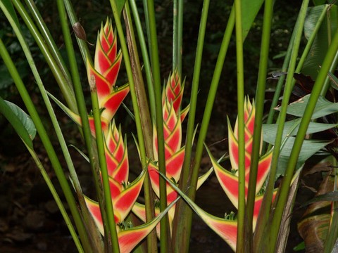 Jardin botanique de Deshaies