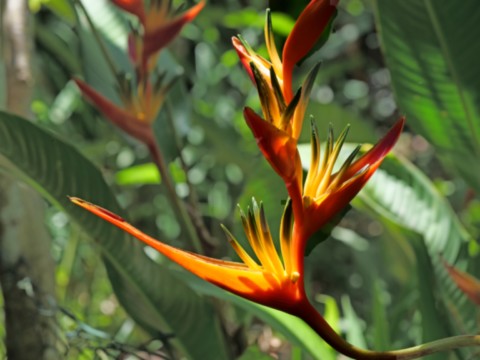 Jardin botanique de Deshaies